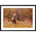 thumbnail image 2 of Art.com Cute Red Fox, Vulpes Vulpes in Fall Forest. Beautiful Animal in the Nature Habitat. Wildlife Scene Photographic Print, Black Frame Wall Art, 29" x 21", 2 of 5