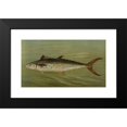 thumbnail image 2 of John L. Petrie 18x12 Black Modern Framed Museum Art Print Titled - The Porgee or Scup, Stenotomus Chrysops. (1898), 2 of 5