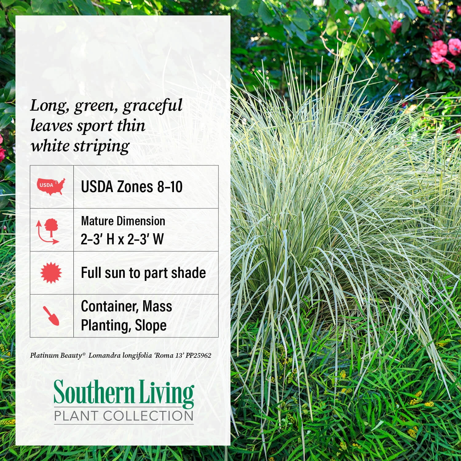 Southern Living Platinum Beauty Lomandra 'Mat Rush' Live Shrub in 2.5-Quart Grower Pot