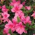 thumbnail image 2 of Encore Azalea Autumn Empress (2 Gallon) Pink Flowering Shrub - Full Sun Live Outdoor Plant, 2 of 8