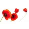 thumbnail image 2 of Image Fleurs Coquelicots Isola Wall Decal by Wallmonkeys Peel and Stick Graphic (24 in W x 12 in H) WM98631, 2 of 4
