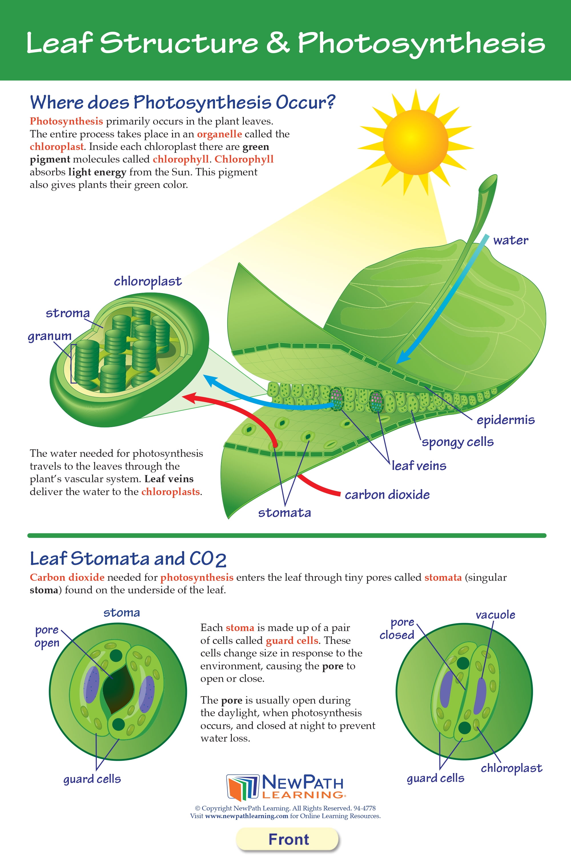 Photosynthesis & Respiration Bulletin Board Chart Set - Set of 6 -  Walmart.com