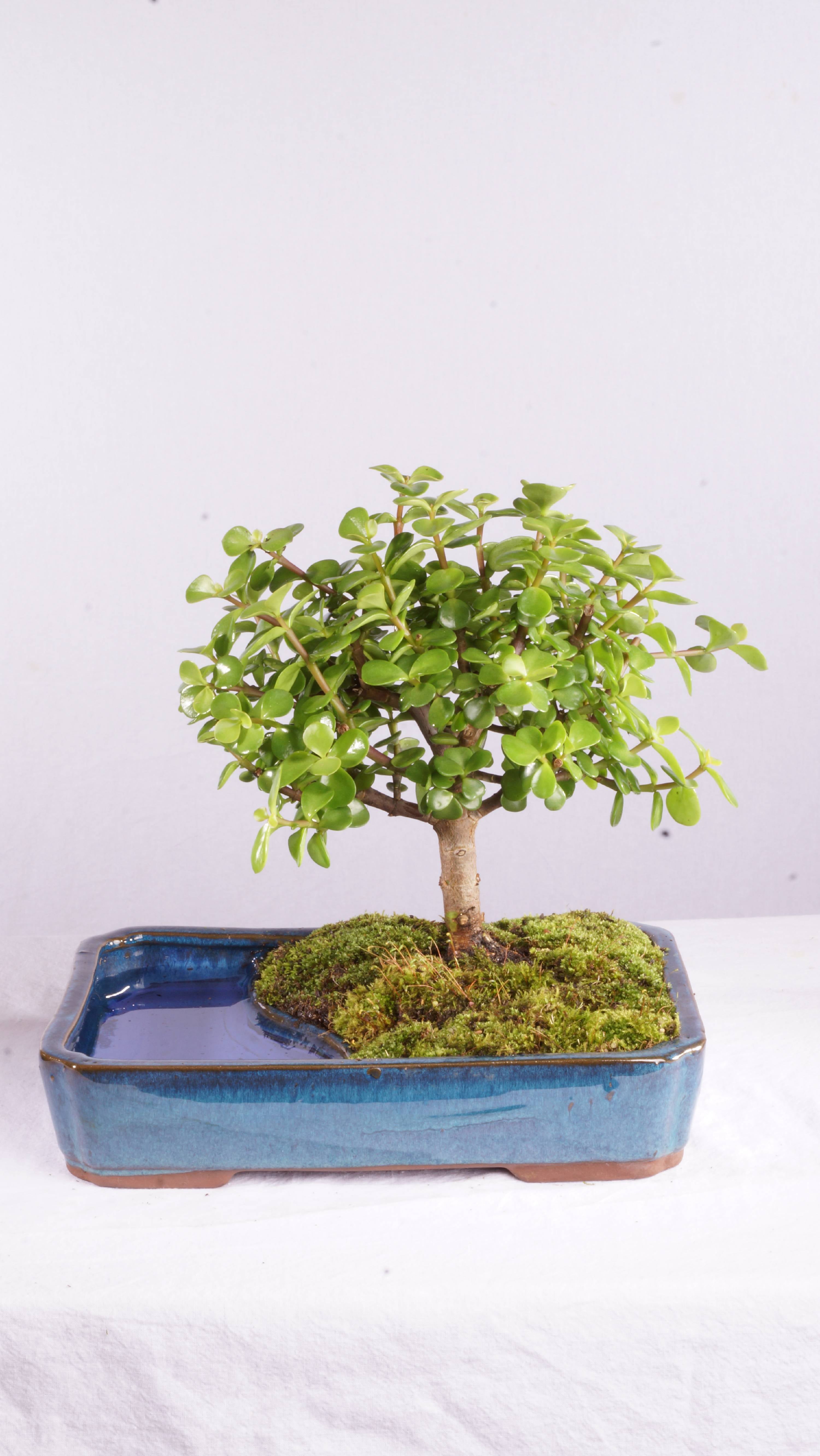 Brussel's Dwarf Jade Bonsai in Water Pot by Brussel's Bonsai