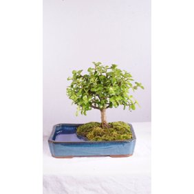 Brussel S Dwarf Jade Bonsai Kit Indoor Walmart Com Walmart Com