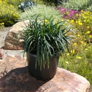 Altman Plants Mondo Grass | 1 gal. Grow Pot; Full to Partial Sun | Garden Annual, Outdoor Plant