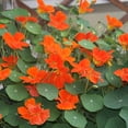 thumbnail image 1 of Hugtrwg 50 Uds. Semillas Capuchina Colores Mezclados Flores Bonsái Jardín DIY, 1 of 9