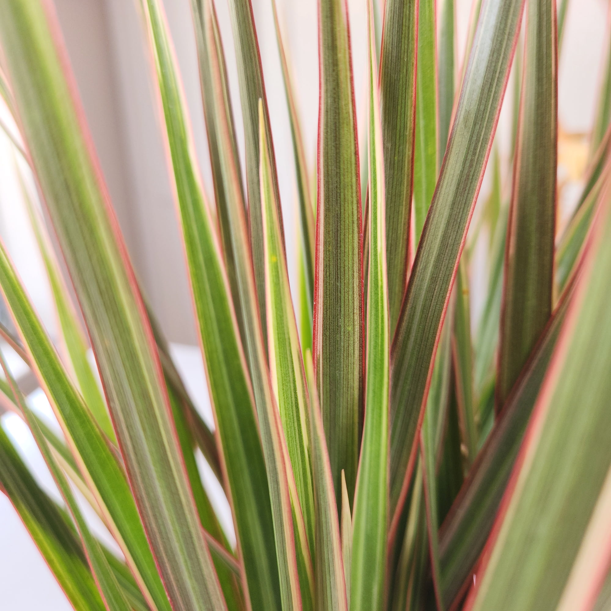 Element Bicolor Dragon Tree Dracaena Marginata in 6" White Pot (Approx 15" Tall) Live Plant
