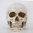 thumbnail image 1 of Réplica de modelo de cráneo humano de tamaño real 1:1, seguimiento anatómico médico de resina, 1 of 2