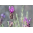 thumbnail image 2 of Dana Styber 24x17 Gallery Wrapped Canvas Wall Art Titled - Lavender Bud II, 2 of 4