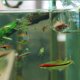 thumbnail image 3 of Acuario vidrio alimentación cono taza planta taza salmuera camarón vivo gusano rojo alimentador de peces para acuarios con succión Adepaton 220849-2, 3 of 9