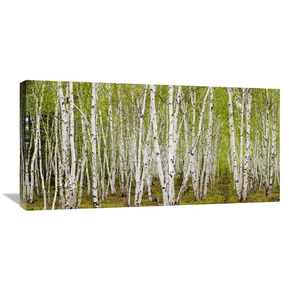 Global Gallery Don Johnston 'White Birch Grove with Spring Foliage, Canada' Canvas Wall Art