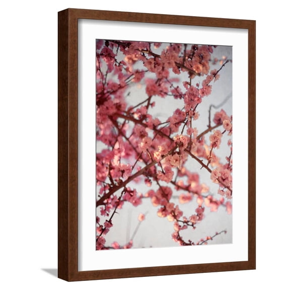Art.com Cherry Blossoms I Photographic Print by Susan Bryant, Brown Frame Wall Art, 17" x 21"