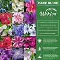 thumbnail image 6 of Clematis Variety Pack - 10 Live Starter Plants in 2 Inch Pots - Grower's Choice One Each of Multiple Clematis Varieties - Beautiful Flowering Vines from Florida, 6 of 6