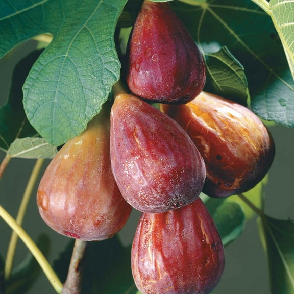 Hardy Chicago Fig Dormant Bare Root Fruit Bearing Starter Plant, 1 Plant per Offer