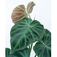 thumbnail image 5 of Philodendron Verrucosum - Ecuador Philodendron - Live Starter Plant in a 2 Inch Pot - Extremely Rare Indoor Houseplant - A Marvel of Nature's Elegance, 5 of 6