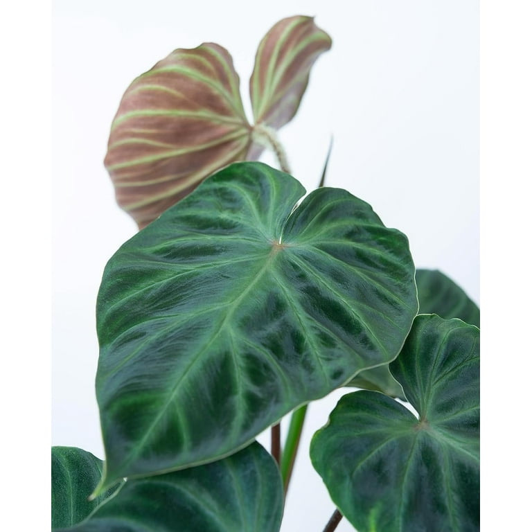 philodendron florida beauty vergrünt Philodendron Florida Beauty Mint – Lost in the Forrest main image 1