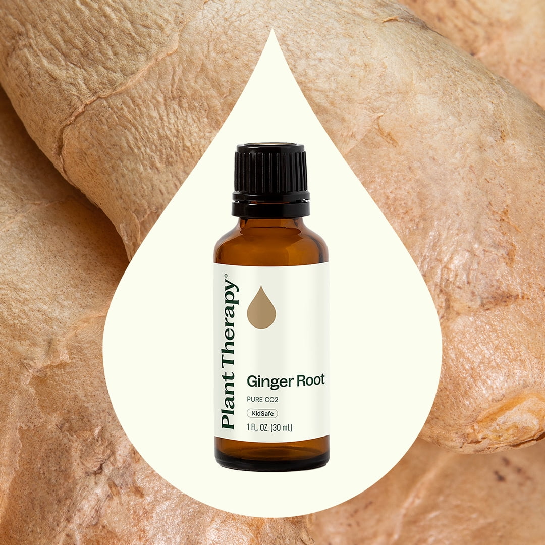 Plant Therapy Ginger Root CO2 Essential Oil 100% Pure, Undiluted, Natural Aromatherapy 30 mL (1 fl oz)