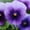 Beaconsfield, variant on Viola Flower Garden Seeds - Sorbet F1 Series - Yesterday Today Tomorrow - 100 Seeds - Annual Flower Gardening Seeds