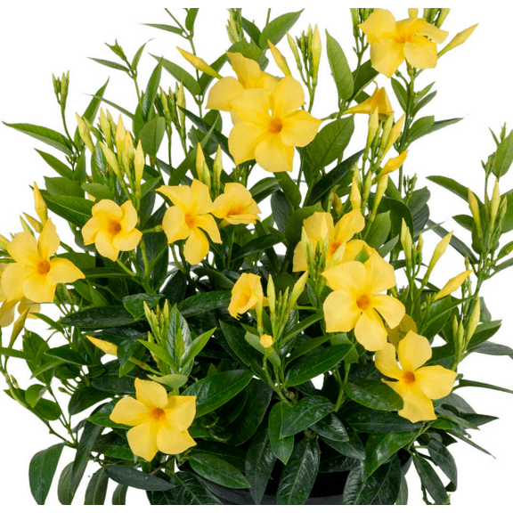 Set 2 Yellow Mandevilla Plants Live for Planting, Mandevilla Plants Tropical Flowering Vine for Outdoor Garden 4 to 6 Inch Tall - Dormant in Winter