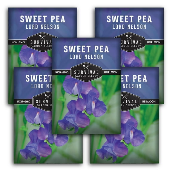 5 packs Lord Nelson Sweet Pea Flower Seeds - Lathyrus Odoratus - Heirloom Annual Full Sun