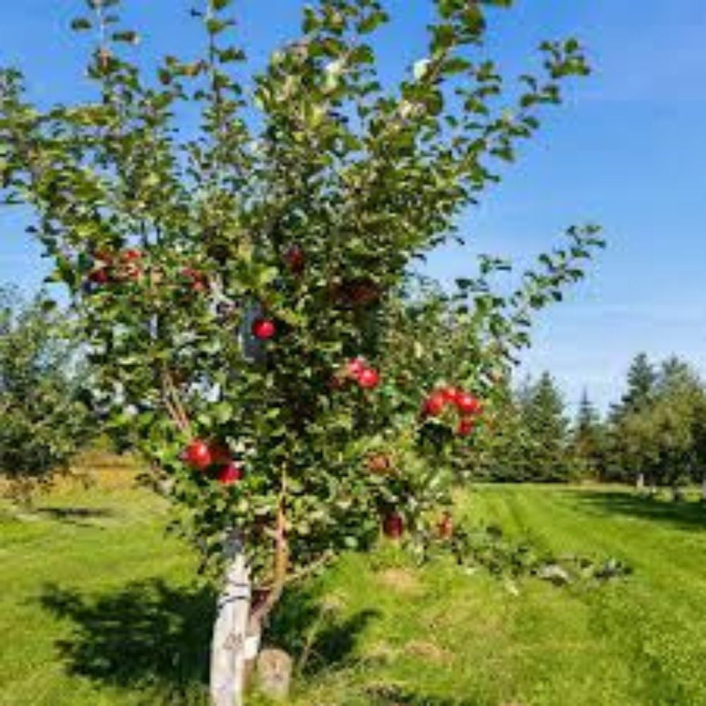 Expert Gardener 3-4 ft tall Anna Semi-Dwarf Apple Live Tree in 7-Gallon Grower Pot