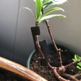 thumbnail image 6 of BrowQuartz 10 Pieces Plant Training Clips Adjustable Rotation Grow Guide Trainer Office Garden Fruit Support Greenhouse Planting, 6 of 6