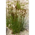 thumbnail image 4 of 1000 SOFT RUSH (Common Rush) Juncus Effusus Ornamental Grass Seeds, 4 of 10