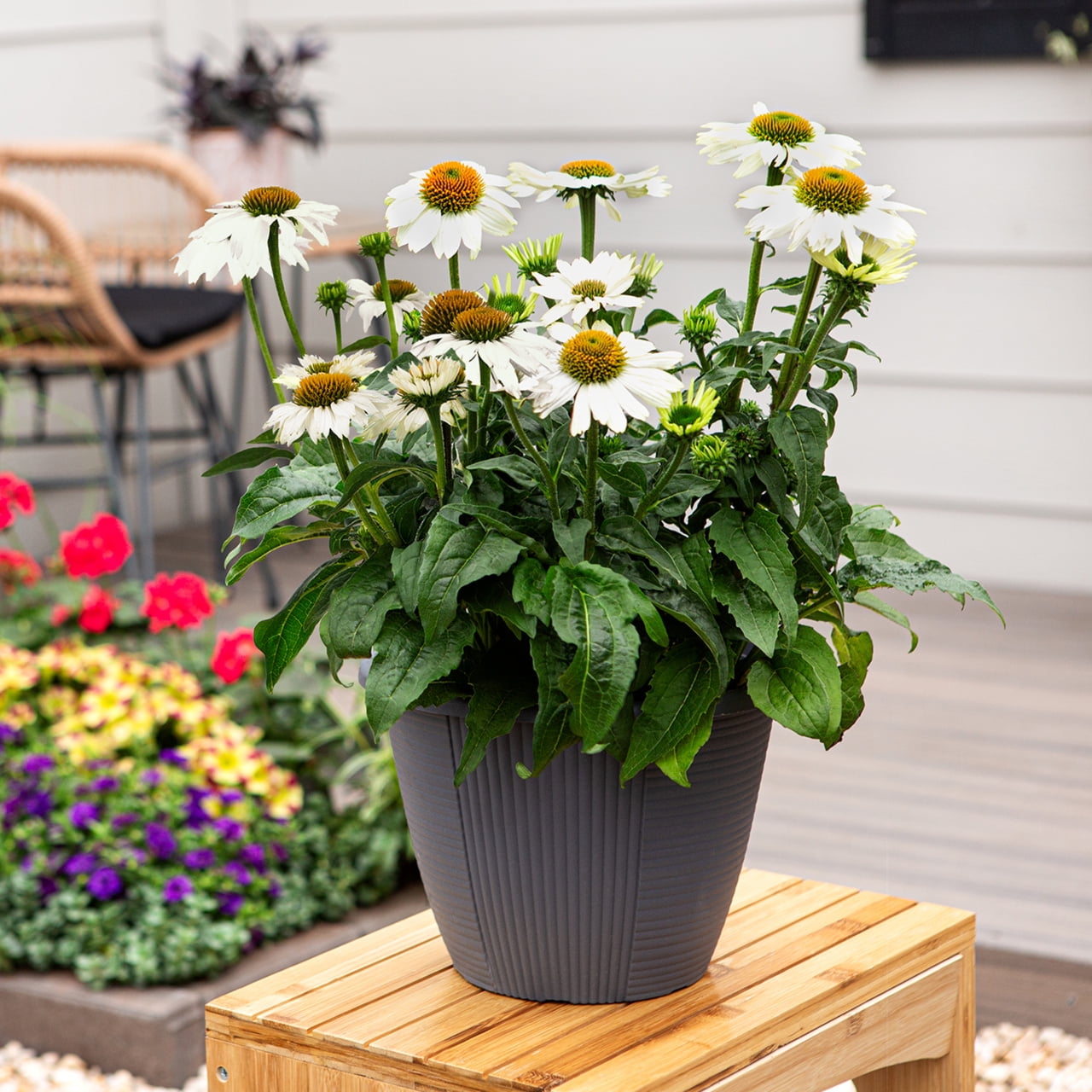 Expert Gardener 2QT White Echinacea Live Perennial Plant Sun 3