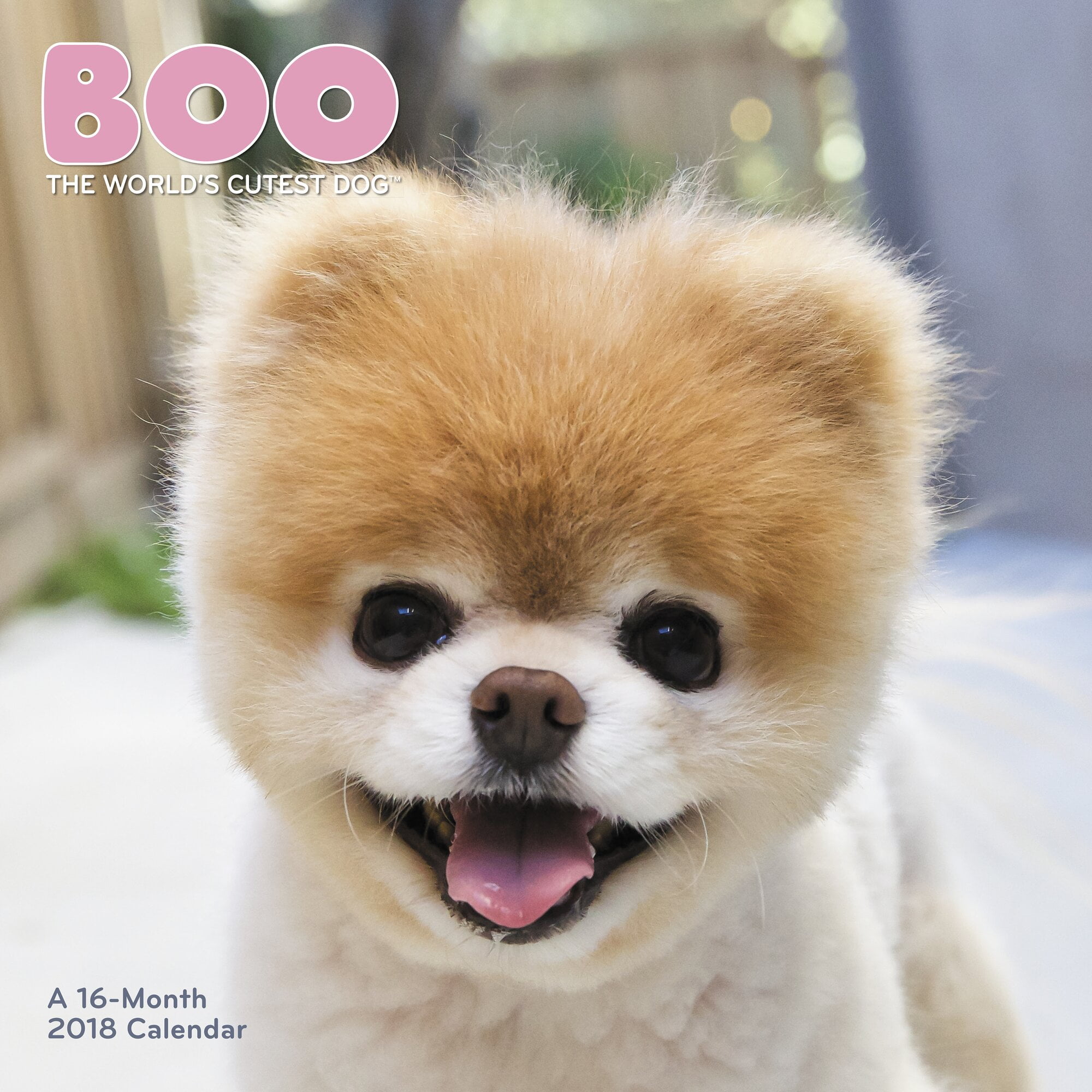 is boo a real dog