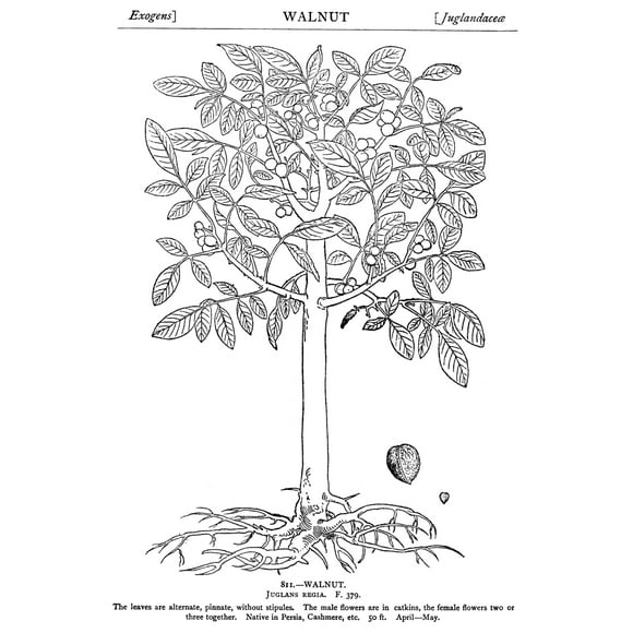 Walnut Tree Poster Print by  (18 x 24)
