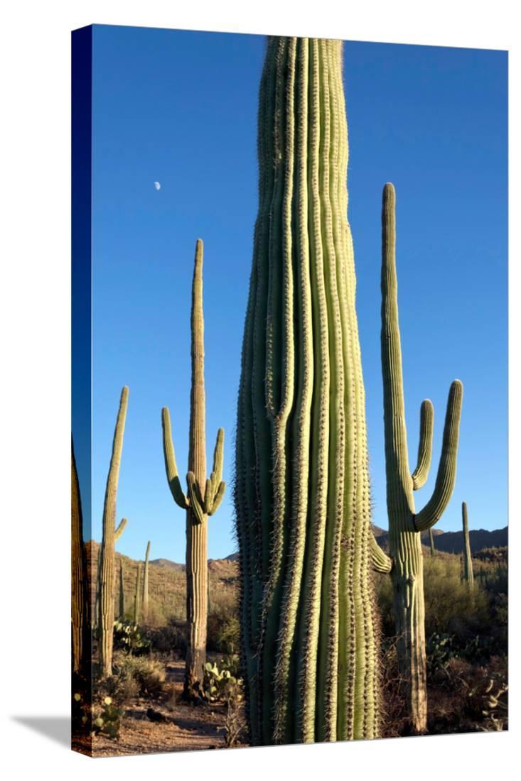 Giant Saguaro Cactus, Saguaro West National Park, Tucson, Arizona