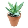 thumbnail image 7 of Aloe Brevifolia, Short-leaved Aloe, Best Succulent for Beginner 2 inch size, 7 of 7