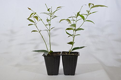 9GreenBox - Angelwing Star Jasmine - 2 Set