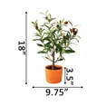 thumbnail image 2 of 18" Olive Tree in 4" Clay Planter, 2 of 4