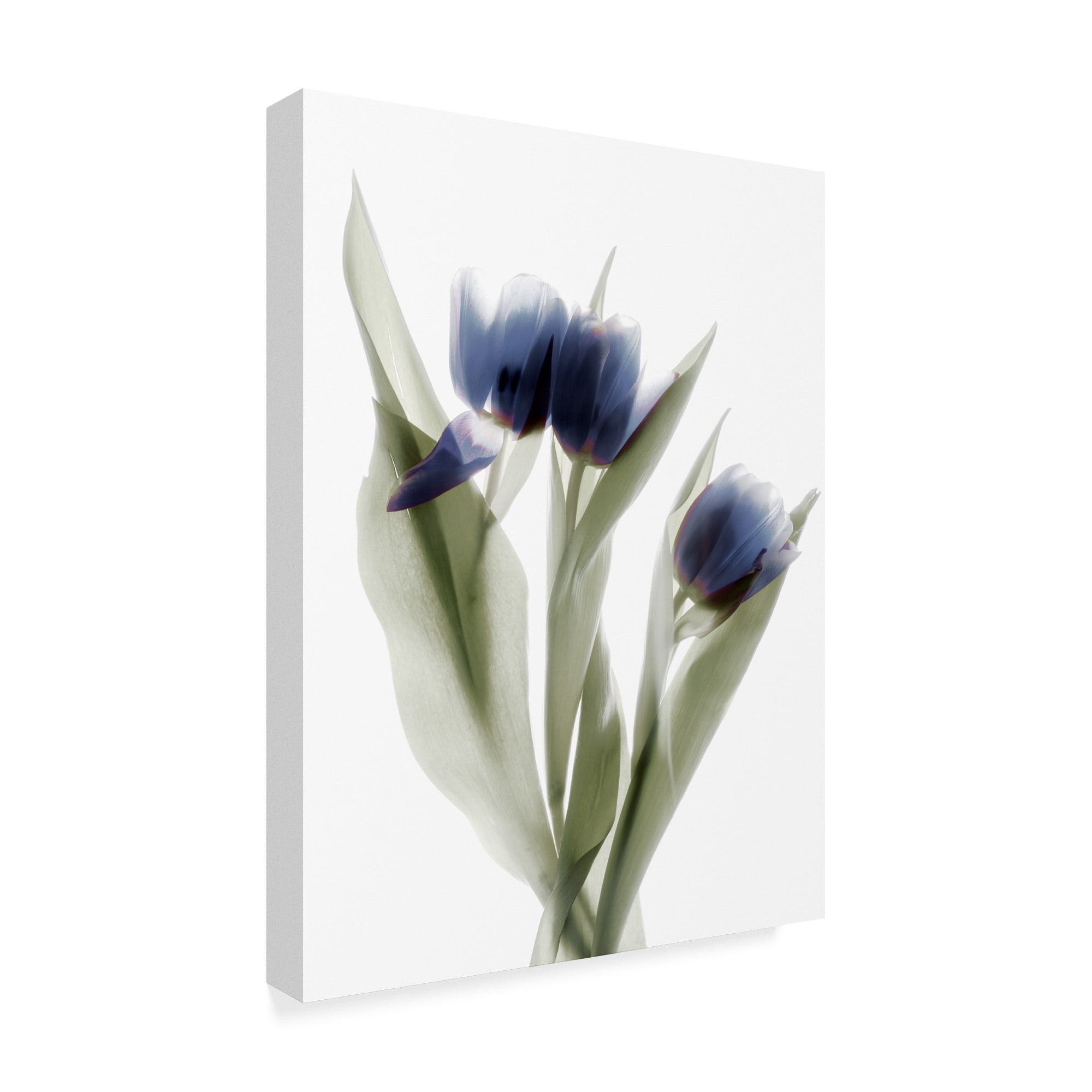 Trademark Fine Art 'Xray Tulip IX' Canvas Art by Judy Stalus