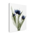 thumbnail image 2 of Trademark Fine Art 'Xray Tulip IX' Canvas Art by Judy Stalus, 2 of 4