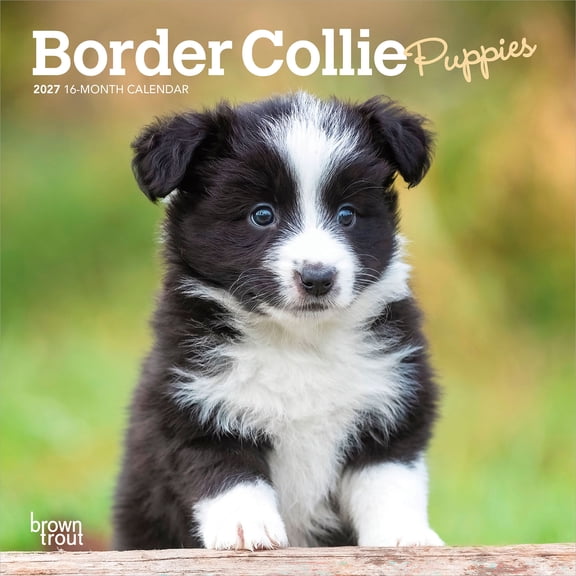 Border Collie Puppies | 2027 7x14" (Hanging) Wall Calendar
