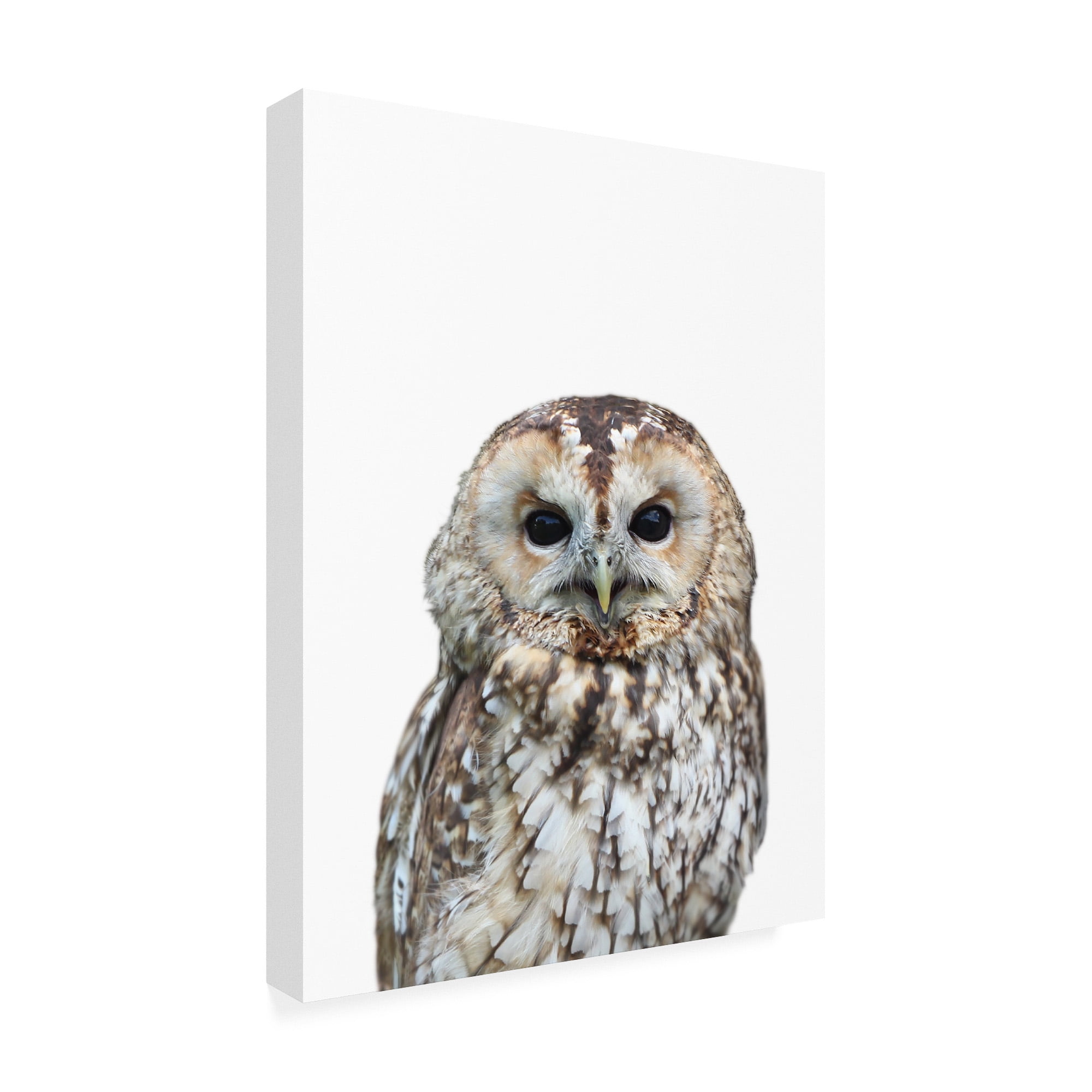 Trademark Fine Art 'Owl Portrait' Canvas Art by Lexie Gree