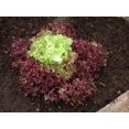 thumbnail image 4 of GSDWIUEW 2000+ Lolla Rossa Lettuce Seeds- All Heirloom Seeds- These Crisp, Tender Leaves Have a Delicate, Slightly Sweet Flavour and Beautiful Ruffled, deep Burgundy Colouring., 4 of 5