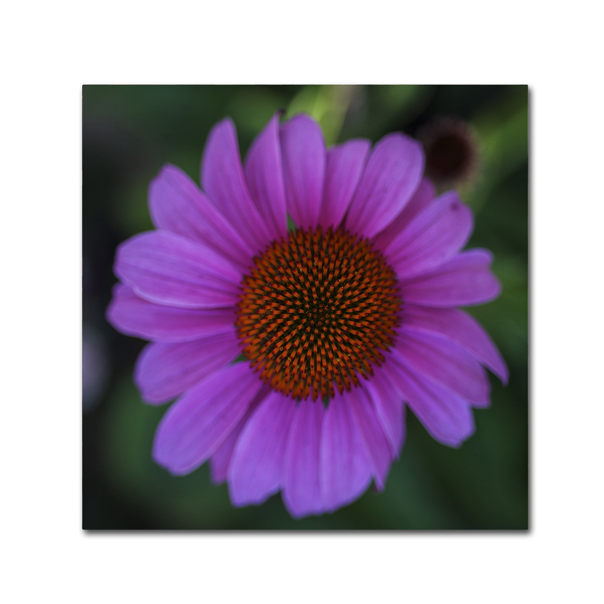 Kurt Shaffer 'Purple Coneflower' Huge Canvas Art 35 x 35