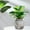 Black, variant on Transparent Hydroponic Potted Plant Pots, Clear Plastic Flower Pots for Living Room, Desktop Indoor Gardening, Modern Planter for Green Plant Enthusiasts