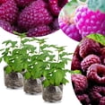 thumbnail image 6 of 4 Glencoe Thornless Raspberry Live Plants, Berry Bush Plant, 4-6 Inch Tall, 6 of 6