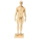 thumbnail image 1 of Mannequin Resin Human Muscle Model Sketching Teaching Drawing Male Body Anatomy Model, 1 of 4