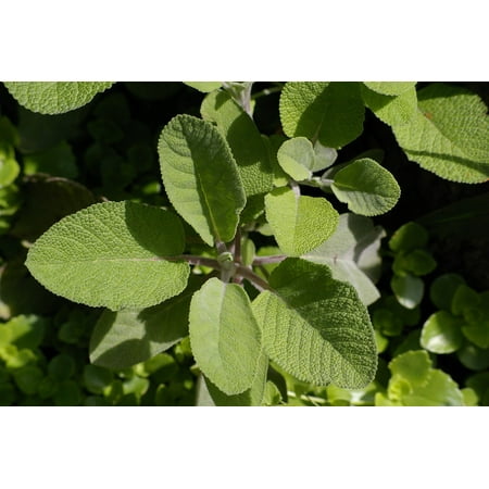 - Laminated Poster Leaves Medicinal Plant Green Herb Periwinkle Sage Poster Print 24 x 36