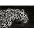 thumbnail image 2 of Ortega, Xavier 24x17 Gold Ornate Wood Framed with Double Matting Museum Art Print Titled - Leopard Close Up, 2 of 4