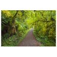 thumbnail image 1 of Great BIG Canvas | "A Trail In Silver Falls State Park; Oregon, United States Of America" Art Print - 24x16, 1 of 4