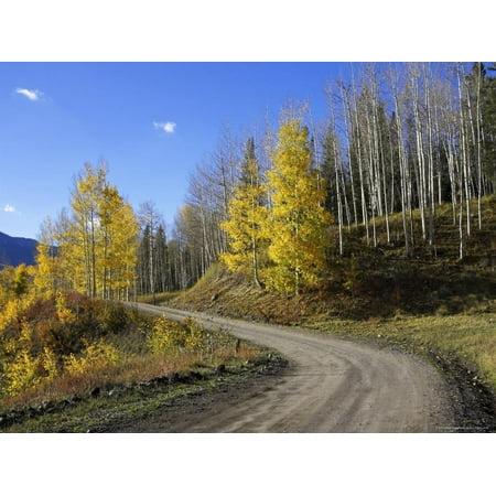 Dirt Road Winding Through Aspens in Fall Color, Silver Jack Area, Near Ouray, Colorado, USA Print Wall Art By James