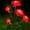 Red, variant on Spencer LED Solar Flower Light Waterproof Landscape Lights with 5 Rose Flowers, Solar Garden Lights Floral Outdoor Stake Lights for Patio Yard Lawn Pathway Decor, White
