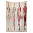 thumbnail image 3 of Ambesonne Vintage Tablecloth Rectangular Table Cover, Anatomy Human Body, 52"x70", Ruby Cream, 3 of 4