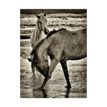 Trademark Fine Art 'Beach Horses I' Canvas Art by David Drost